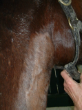 Jugular Thrombosis on Thoroughbred After Three Laser Therapy Treatments close view