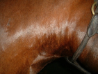 Jugular Thrombosis on Thoroughbred After 16 Laser Therapy Treatments side view
