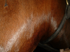 Jugular Thrombosis on Thoroughbred After 16 Laser Therapy Treatments close view
