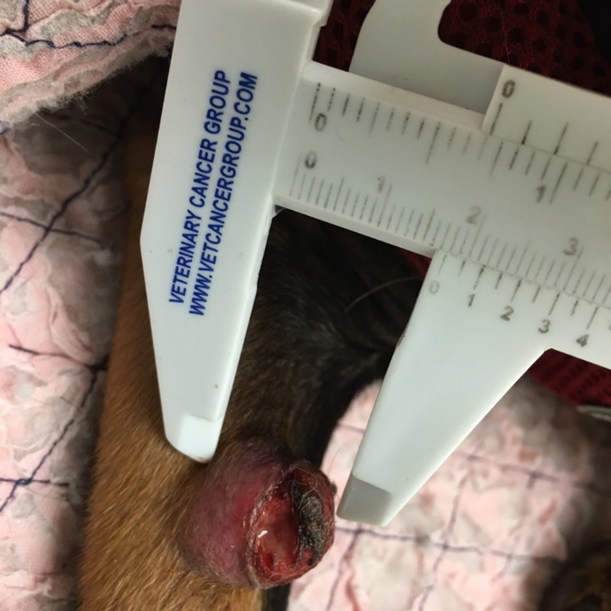 mast cell tumor on canine distal limb before nanotherapy treatment
