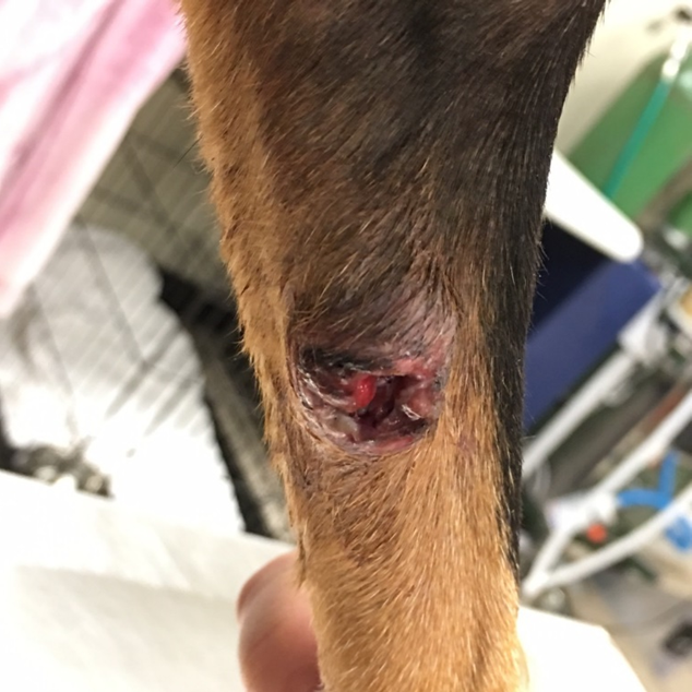mast cell tumor on canine distal limb 48 hours after Nanotherapy treatment
