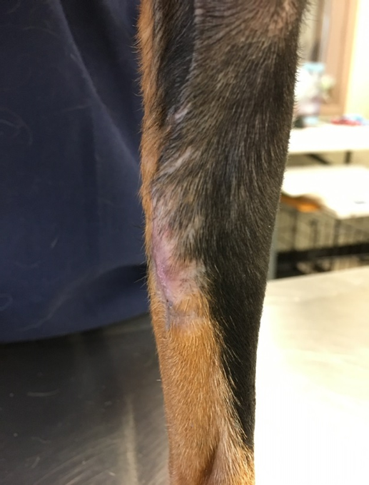 Mast cell tumor on canine distal limb two months after Companion Nanotherapy treatment
