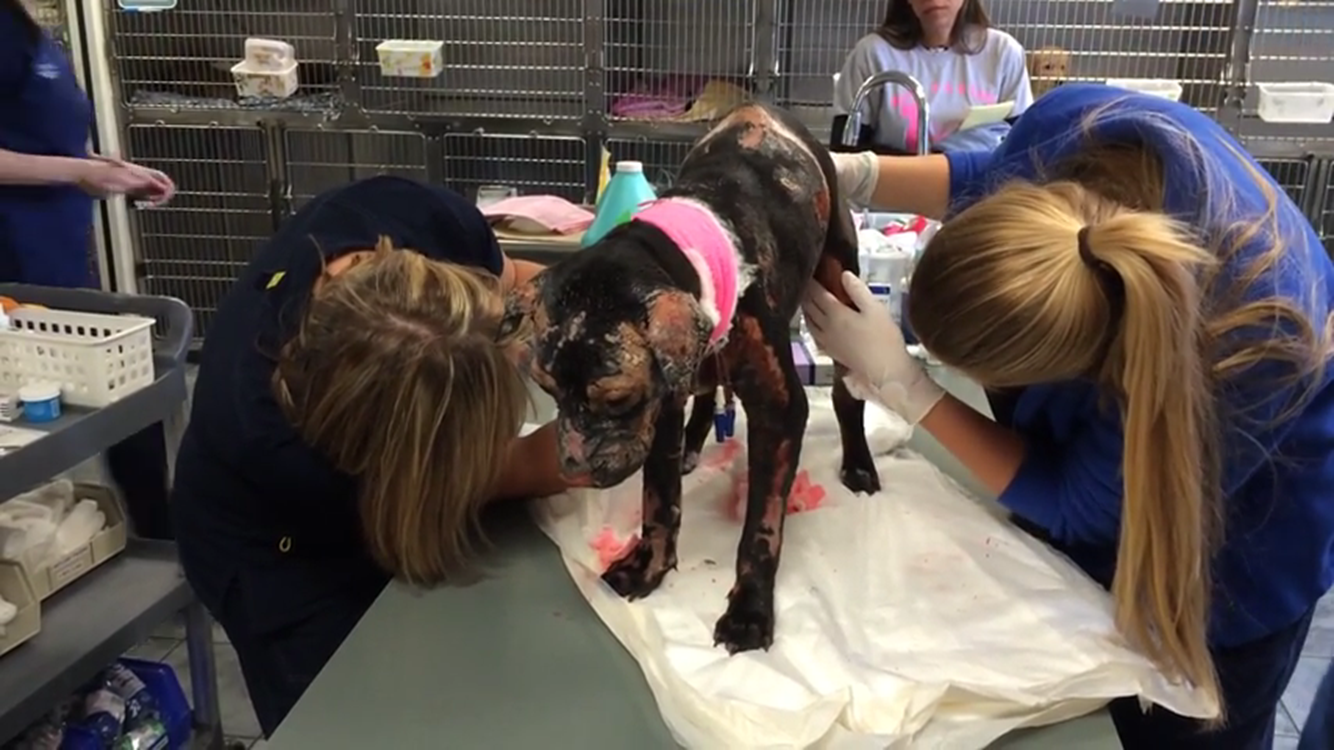 Dog with thermal burns before beginning laser therapy treatment