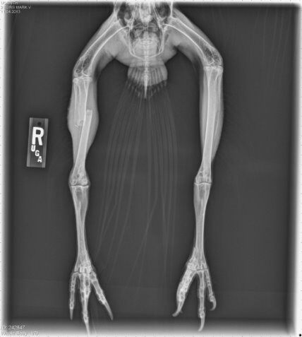 Red-tailed hawk with tibiotarsus fracture before laser therapy treatment