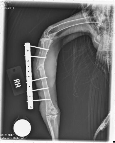 Red-tailed hawk with Surgical fixation performed but was inadequate, hardware removed due to complications