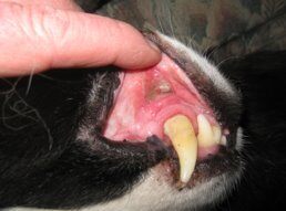 Canine with oral ulcers before laser therapy treatment