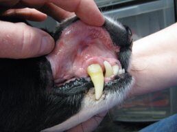 Canine with oral ulcers after laser therapy treatment