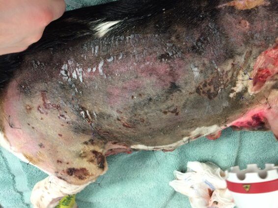 Beagle six days after thermal burn during laser therapy treatment