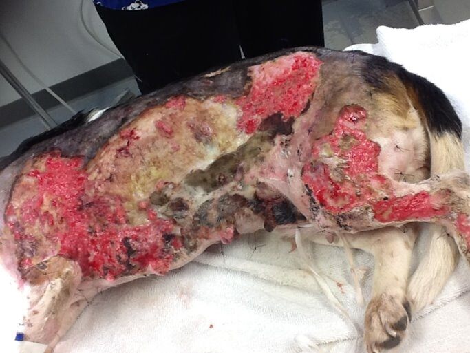 Beagle 12 days after thermal burn during laser therapy treatment