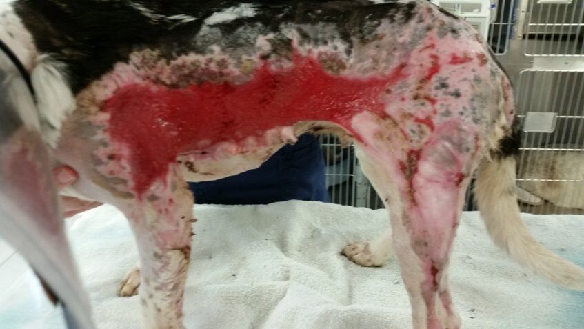 Beagle 26 days after thermal burn with laser therapy treatment