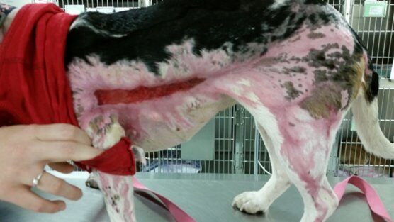 Beagle 51 days after thermal burn with laser therapy treatment