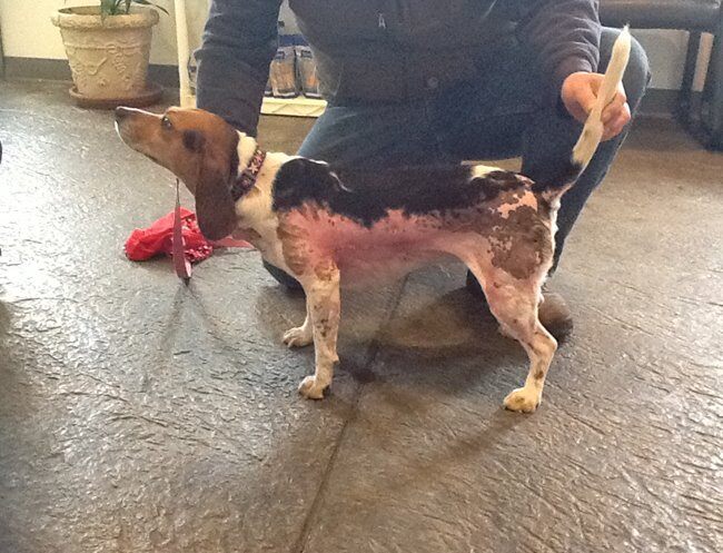 Beagle three months after thermal burn with laser therapy treatment