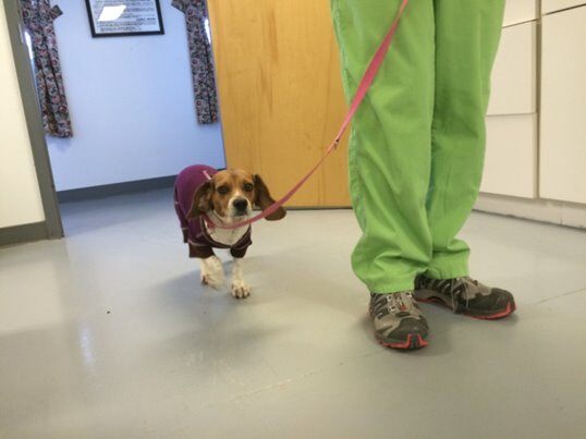 Beagle walking on leash in recovery from thermal burn after laser therapy treatment