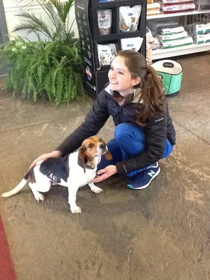 Beagle in recovery from thermal burn after laser therapy treatment with owner