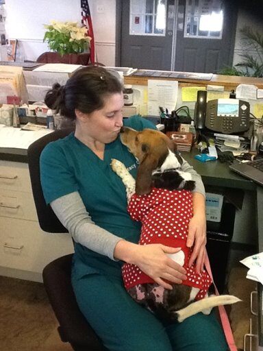 Beagle in recovery from thermal burn after laser therapy treatment