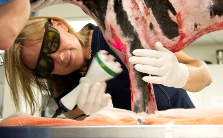 Dog 20 days after laser therapy treatment began