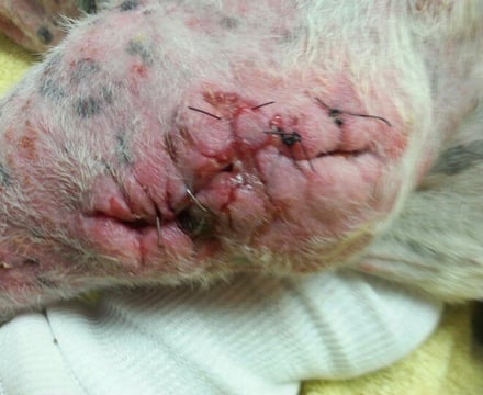 Canine Open elbow wounds before treated with Companion Class IV laser therapy