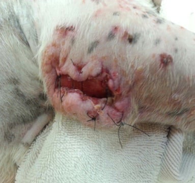 Canine Open elbow wounds before treated with Companion Class IV laser therapy