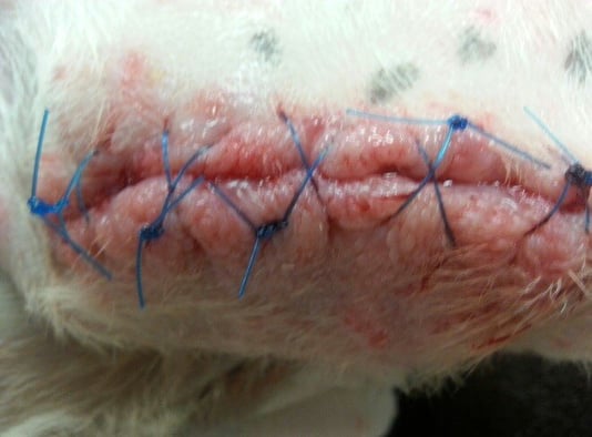 13 days into Companion Class IV laser therapy treatment