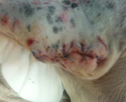 16 days into Companion Class IV laser therapy treatment