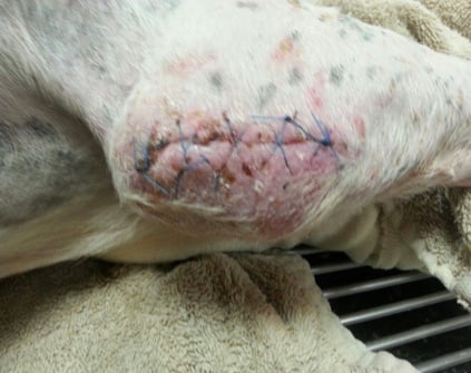 Canine 16 days into Companion Class IV laser therapy treatment