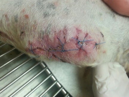 21 days into Companion Class IV laser therapy treatment