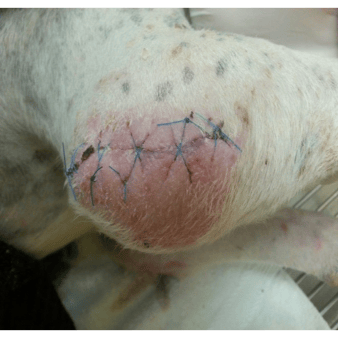 21 days into Companion Class IV laser therapy treatment