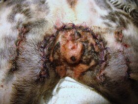 Laser Therapy Immediately Post-Op for Vulvoplasty in a ​ Mixed Breed Dog with Chronic Vaginitis/ ​ Urinary Tract Infections​