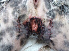 Post-Laser Treatment photo for Vulvoplasty in a ​ Mixed Breed Dog with Chronic Vaginitis/ ​Urinary Tract Infections​